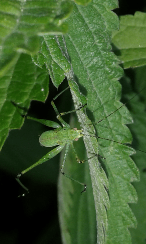 Phaneropteridae?